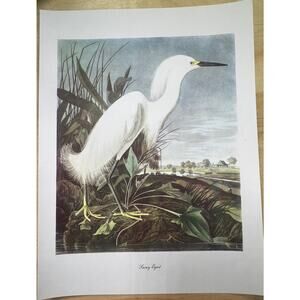 Audubon Birds of America Snowy Egret Original Print Vtg 1950 R T Peterson 9 x 12